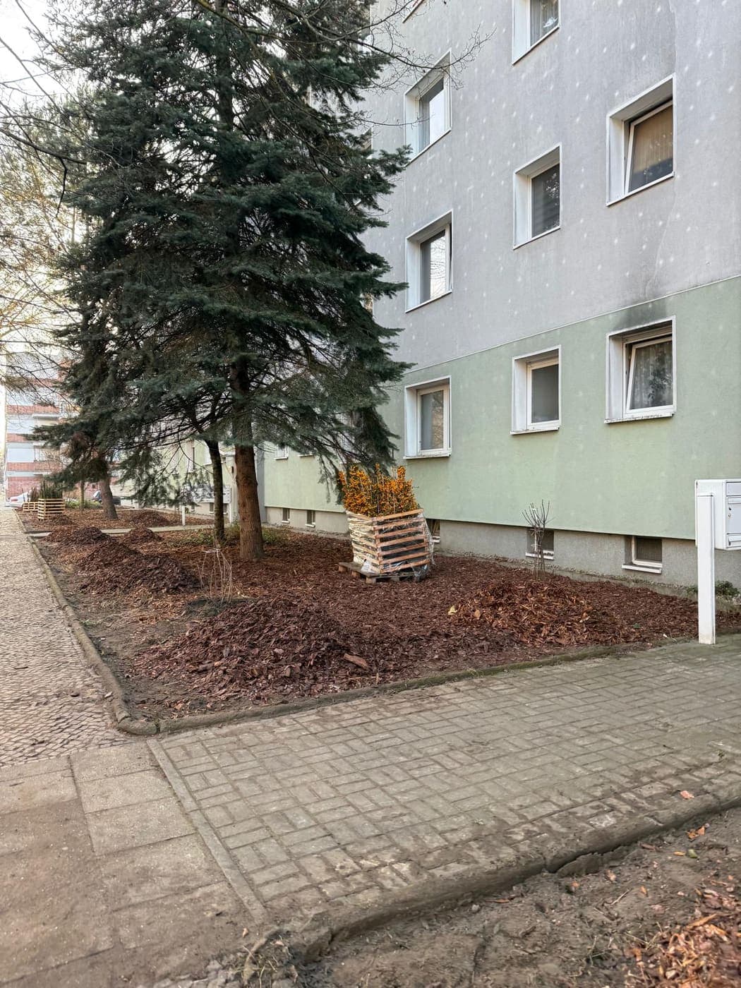 Gepflegter, gesunder Nadelbaum in einem frisch gemulchten Beet vor einem Wohnhaus in Berlin
